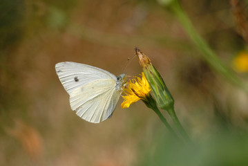 kohlweißling, schmetterling, falter