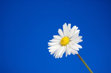 daisy under blue spring sky
