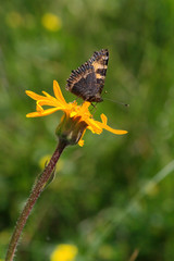 papillon sur pissenlit