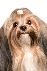 yorkshire dog against white