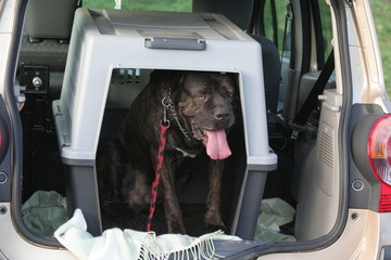 Cane Corso dans sa caisse de transport en voiture