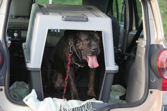 Cane Corso dans sa caisse de transport en voiture - Powered by Adobe