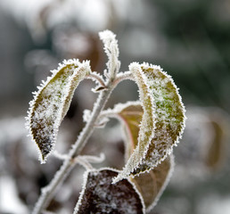 The branch of an apple-tree covered by hoarfrost