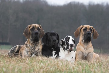 Quatre Dogues Allemands couchés à la campagne