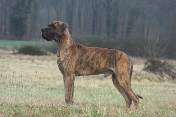Grand Danois bringé de profil à la campagne
