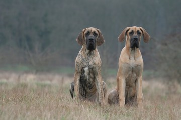 Deux Dogues Allemands assis sagement