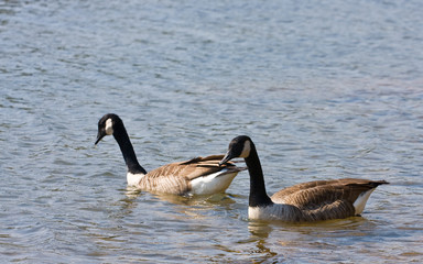 Two Geeses Swimming in River