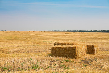 Haybails on an agricultural field