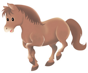 cute wild brown horse