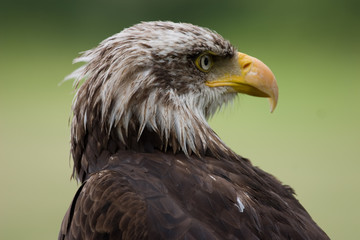 Eagle  in front of a green background