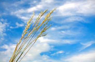 Blue Sky
