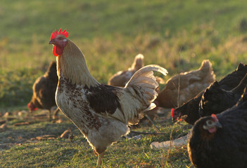 Hahn und Hühner