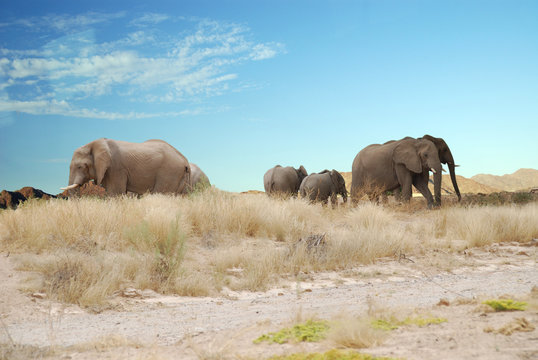 Namibia - Elefanti