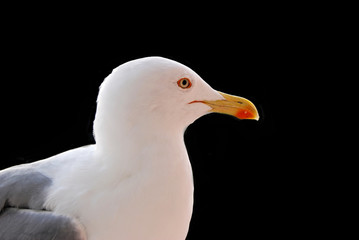portrait mouette fond noir