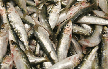 Obraz premium fish