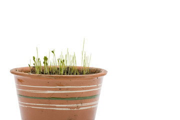 Baby plant (sprouts) in flowerpot on white background