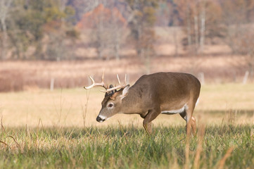 Whitetail buck