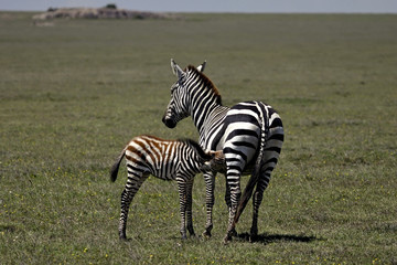 Fototapeta na wymiar Zebra mom and baby