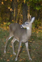 Fototapeta premium just after summer