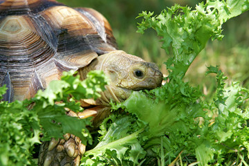 turtle eating