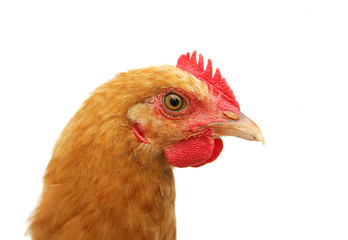 chicken headshot