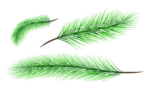 Set of basical pine tree branches