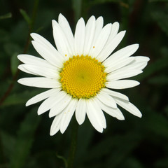 Obraz premium petite marguerite