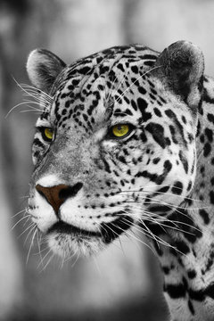 Close up Leopard Portrait