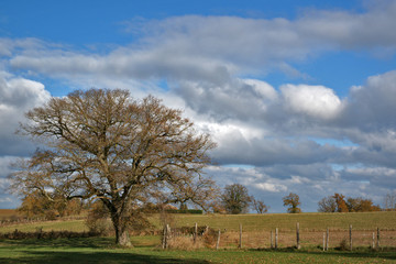 arbre sans feuilles