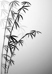 Bamboo in foggy a smoke