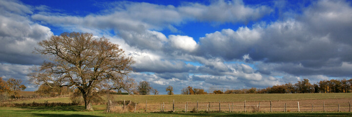 Obraz premium arbre et panorama