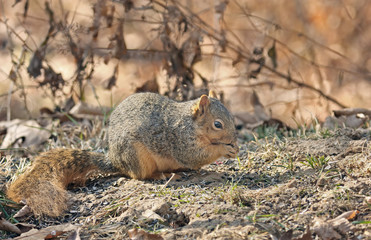 Fox Squirrel