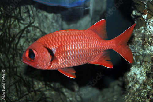 “Red fish with big eyes” Stock photo and royalty-free images on Fotolia