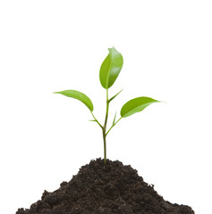 Cultivation of a young plant