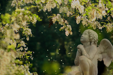 la prière de l'ange aux fleurs d'accacias