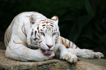 White tiger licking paw