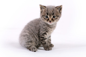 Kitten