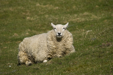 Female Sheep