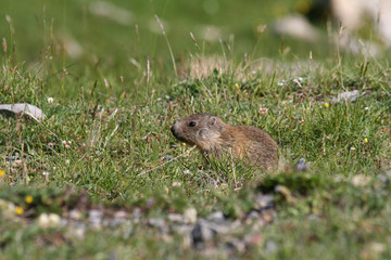 Marmotton dans l'herbe