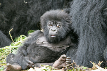Staring Gorilla - Funny Baby