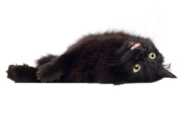 black cat lying on white
