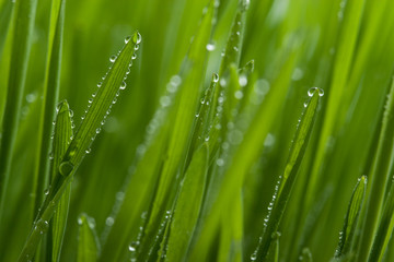 Fototapeta na wymiar macro of grass with dew