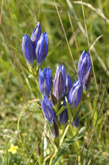 Gentiane bleu
