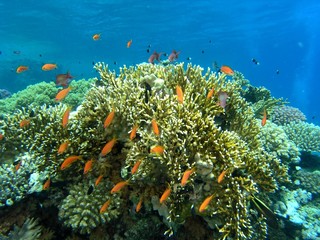 Fototapeta na wymiar Shoal of fish on the coral reef
