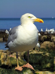 Obraz premium Bitte warten ...