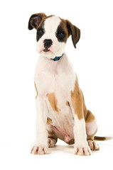 Boxer puppy isolated on a white background