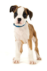 Boxer puppy isolated on a white background