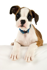 Boxer puppy isolated on a white background