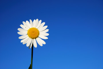 Daisy