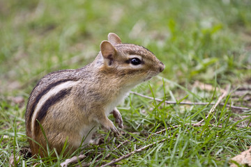 chipmunk